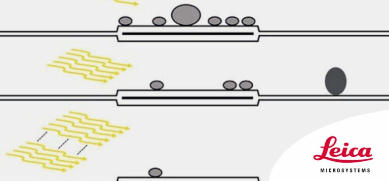 Investigating Synapses in Brain Slices With Enhanced Functional Electron Microscopy