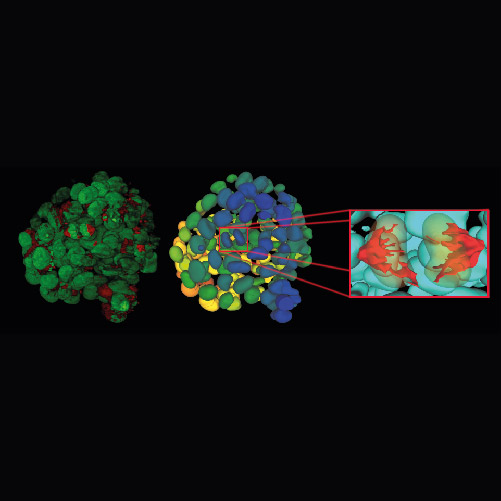 See the Hidden - Artificial Intelligence in Microscopy - Microscopy Focus