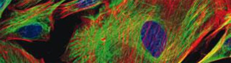 Create Publication Quality Fluorescence Microscopy Images with the Help of Leica Microsystems’ Science Lab Resource