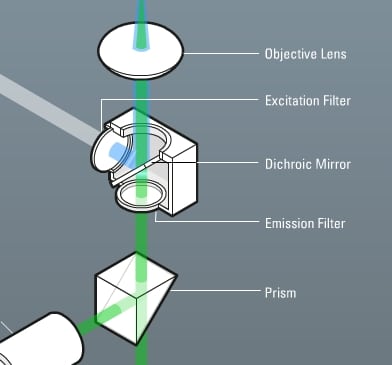 Create Publication Quality Fluorescence Microscopy Images with the Help ...